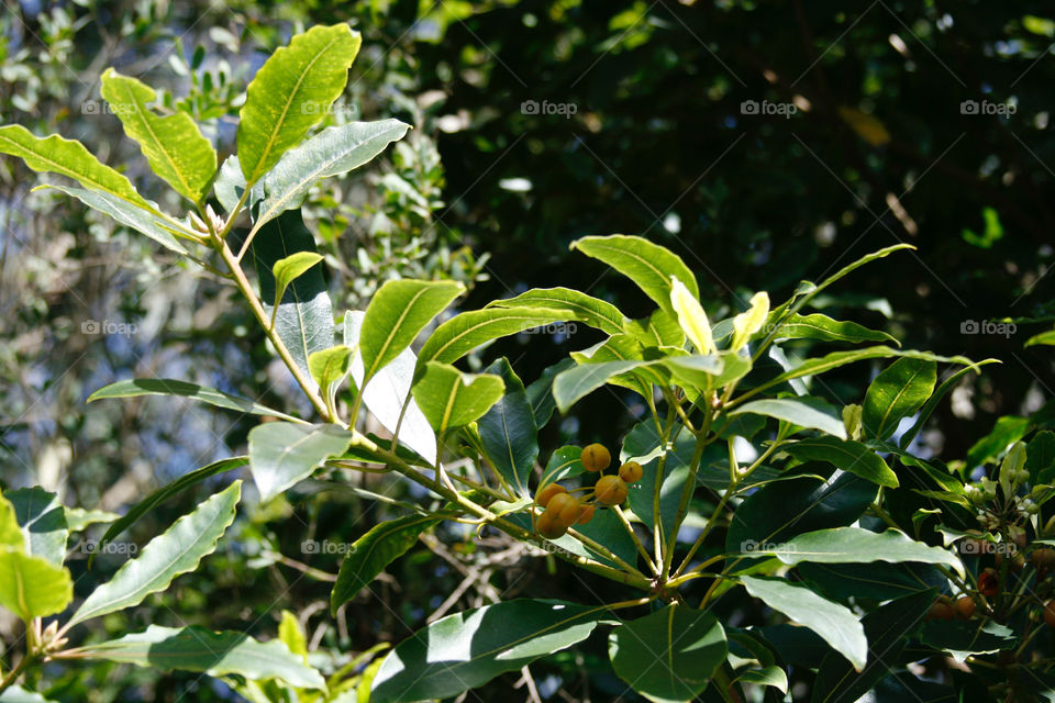 Plant in the park 