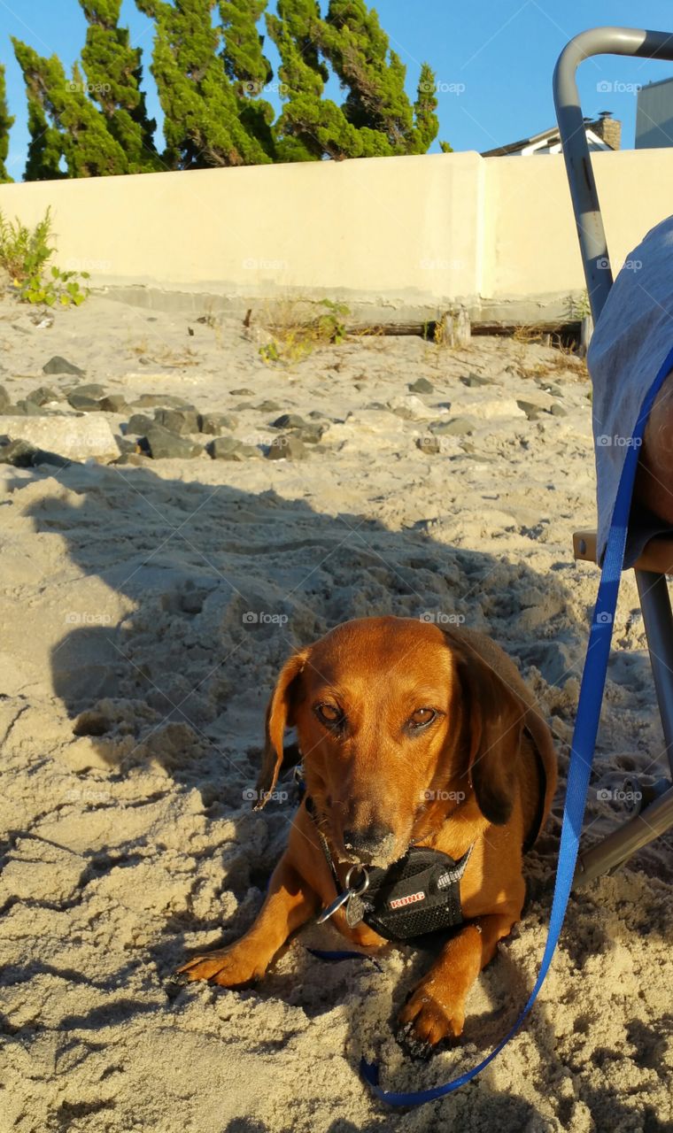 Dachshund Dog On The Beach