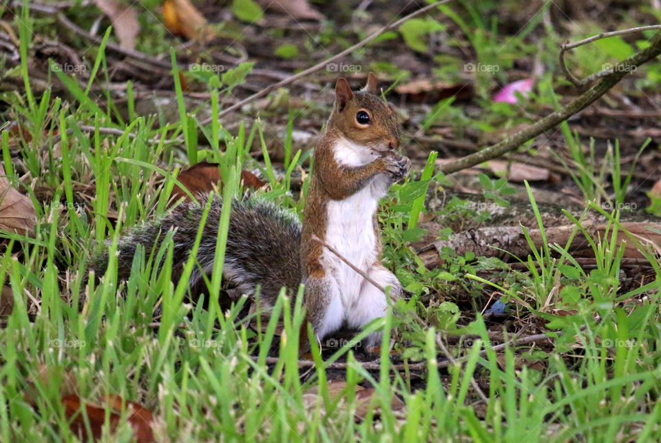 Squirrel in plant