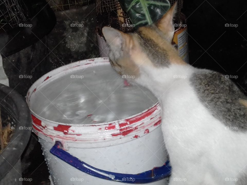 Cat Drinking Water..