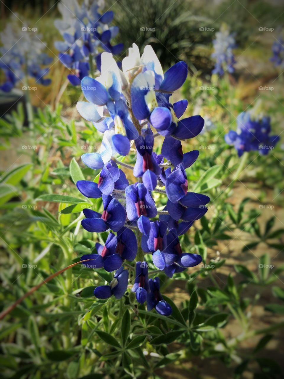 Bluebonnet