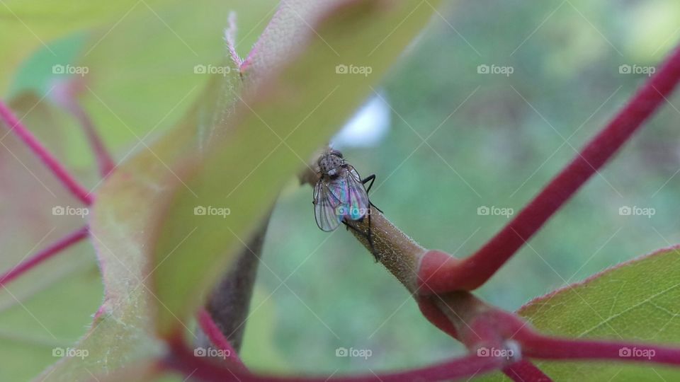 fly close up. beautiful
flies, Muscidae, house flies ,stable ,flies, common, species ,genera ,species,not synanthropic ,predatory, hematophagous, saprophagous , plant, animal , habitats vegetation, insects , housefly, Musca domestica, species,genera, Hydrotaea , Muscina