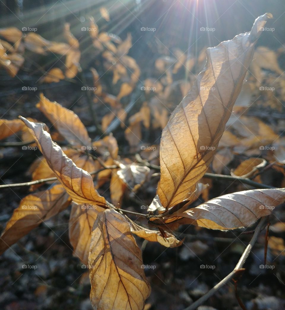leaves in sun