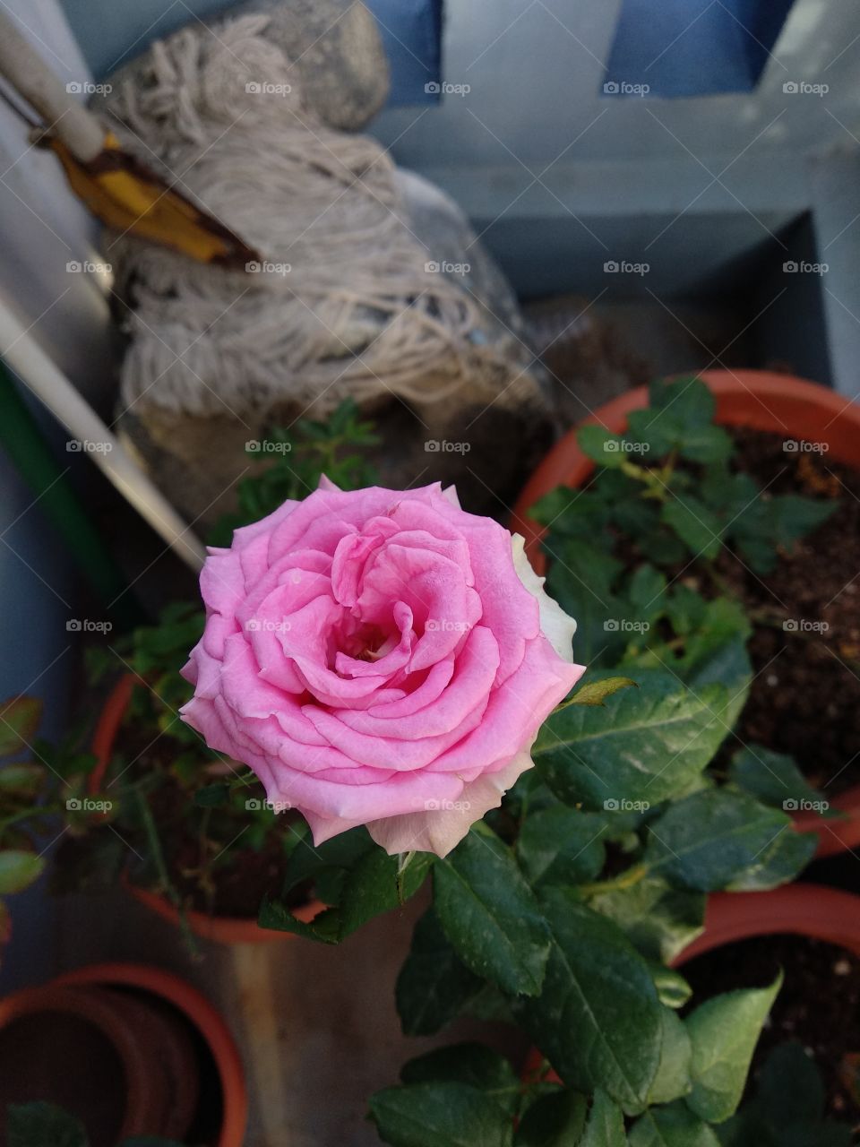 First bloomed rose