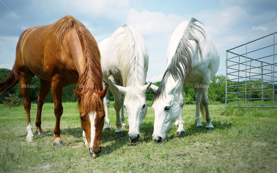 Grazing Horses