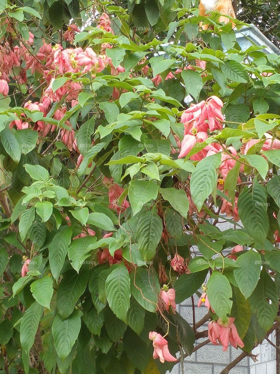 Cây Bướm Hồng.