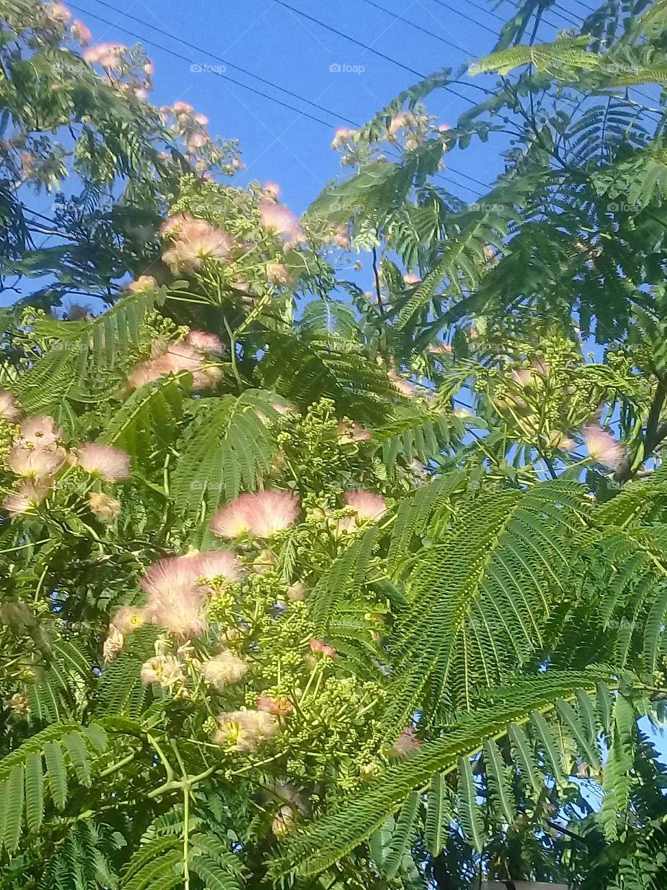 árbol de plumerito florecido