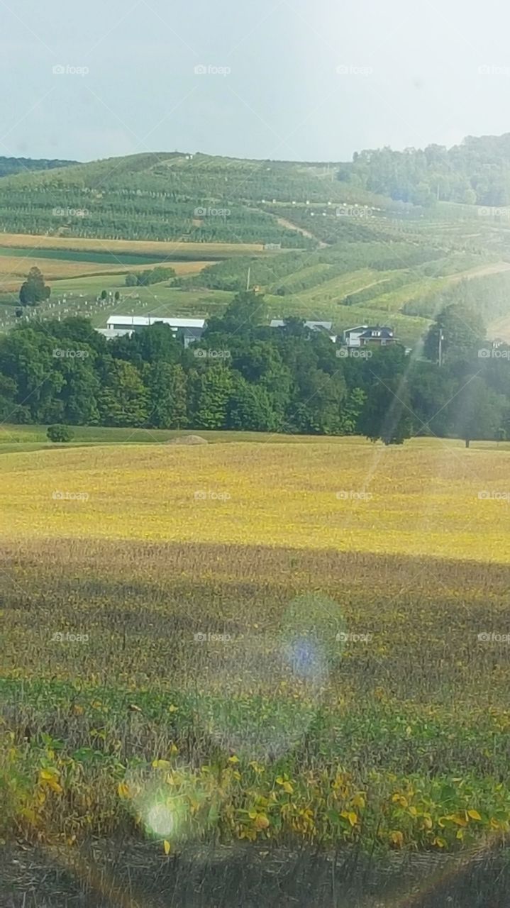 fields galore