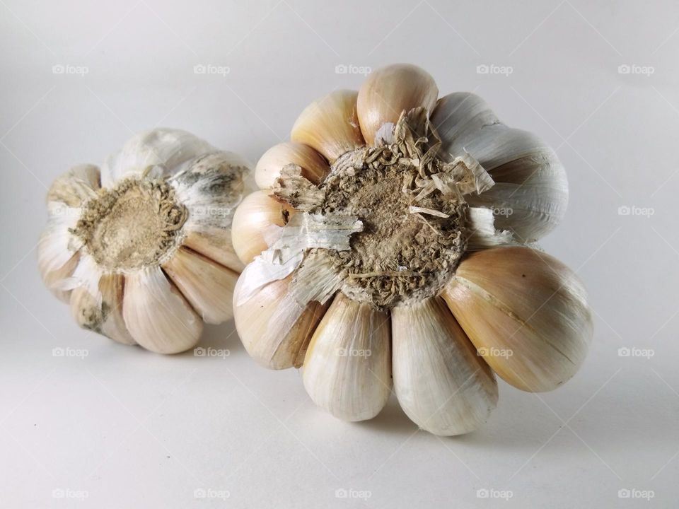 bottom view of garlic