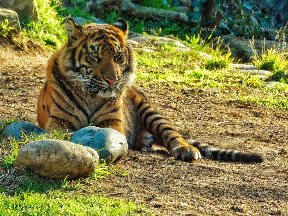 Tiger watching prey