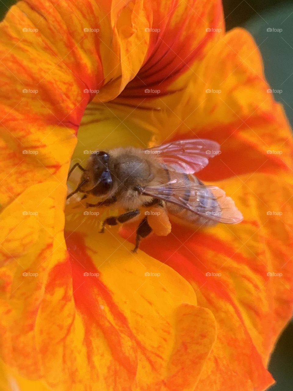 Bee in Nasturtium flower spring time