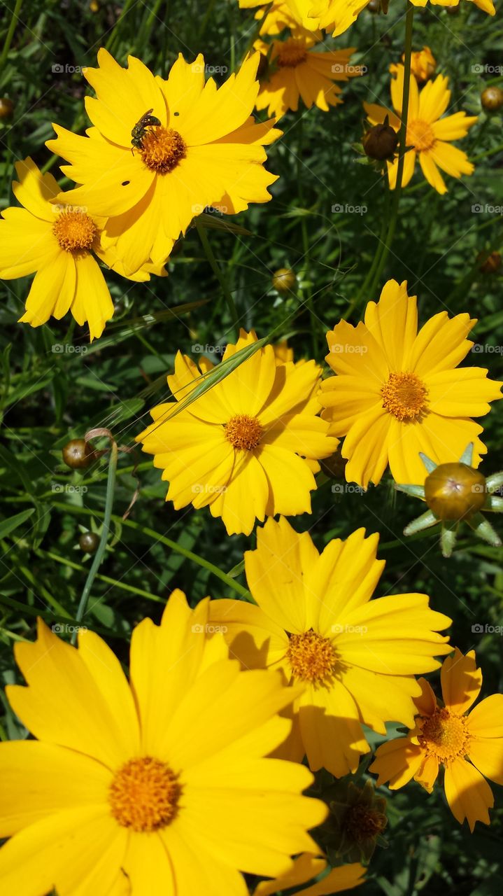 Wildflower. Roadside