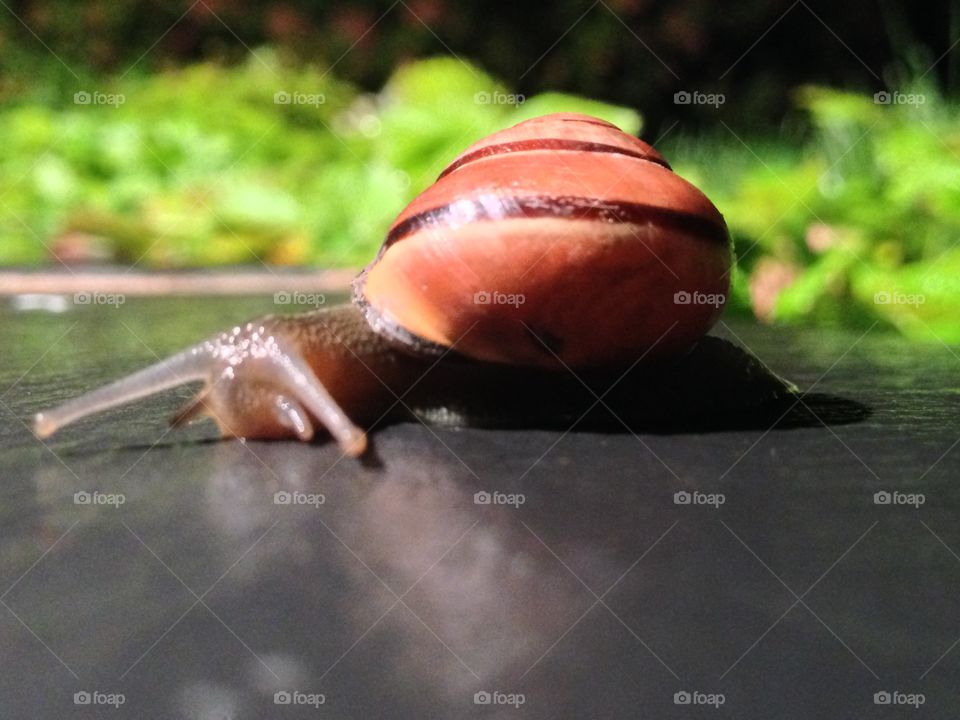 Garden snail. Snail movement on slate wall in the rain.