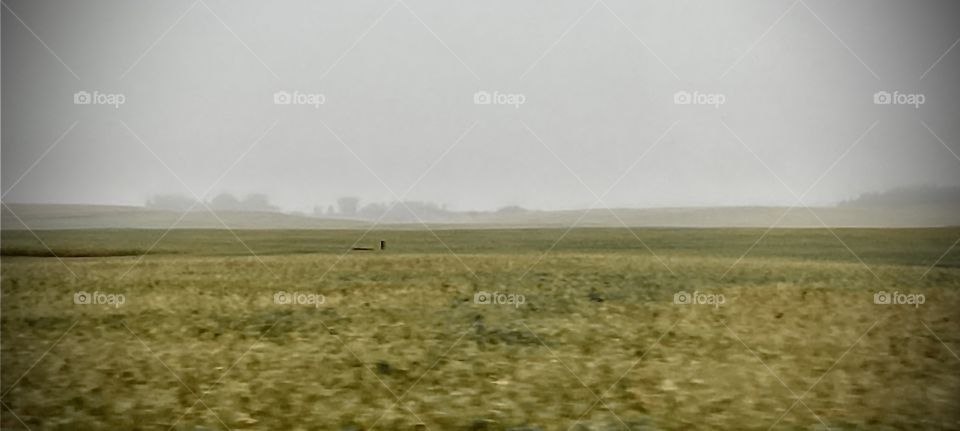 Fog on the field