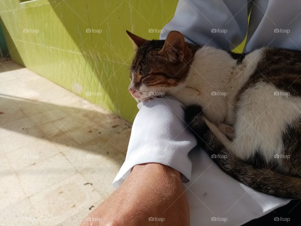 Just a few minutes this cat Will be my freind