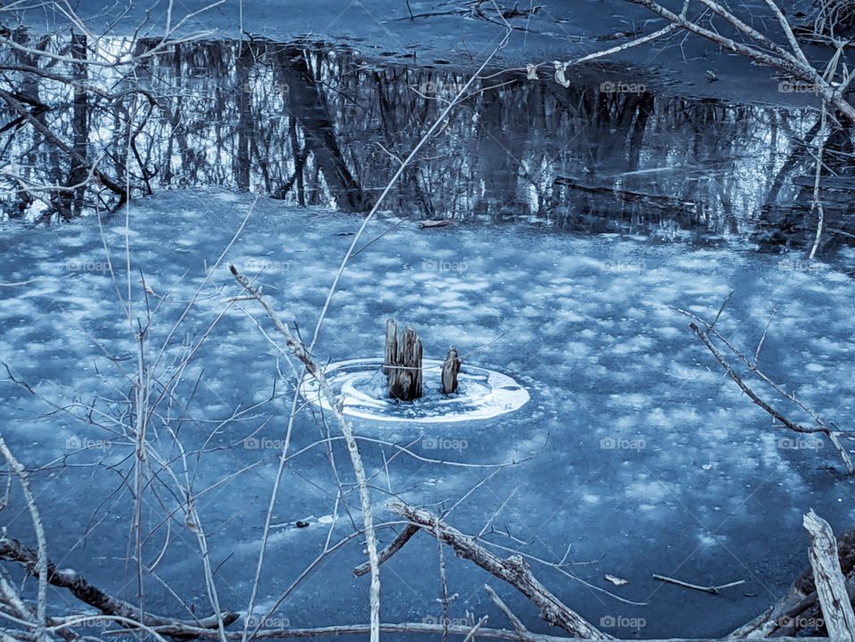 tree stumps circled in ice