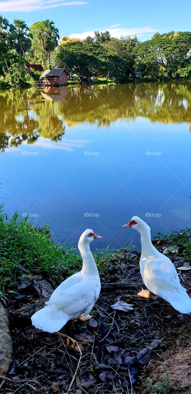 couple white duck beside the swamp.