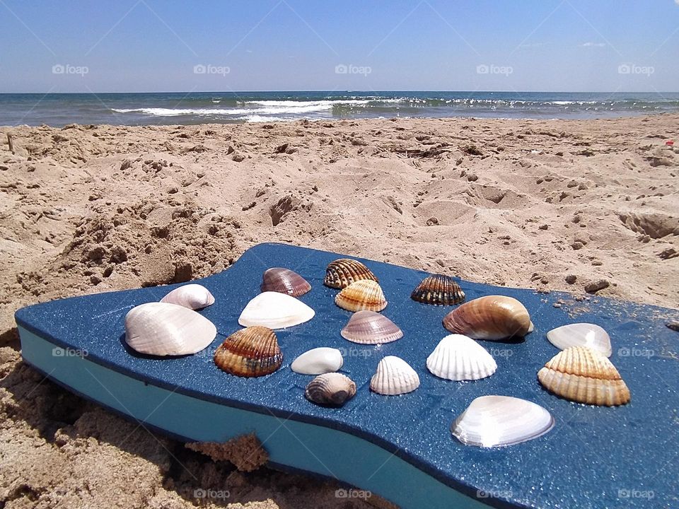 Shells in the beach