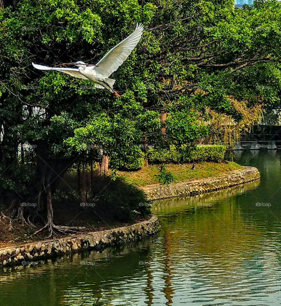 An egret was flying over the lake of city park, it's posture was so elegant, it's white body and wings were conspicuous in the park, it's mouth bites a branch for nesting. this lake park has a beautiful view for people leisure time.