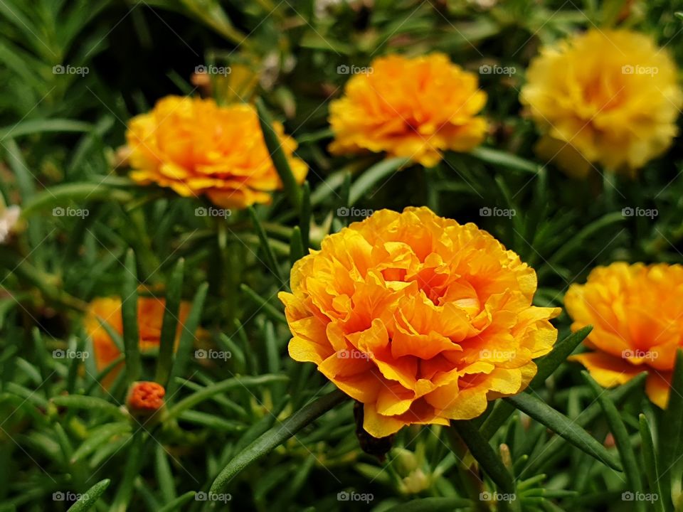 the portulaca grandiflora