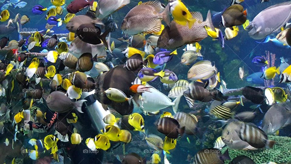 Feeding Time at the Aquarium