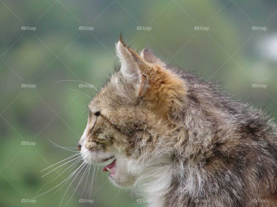 profile of a cat , face, cute , fluffy, cat 