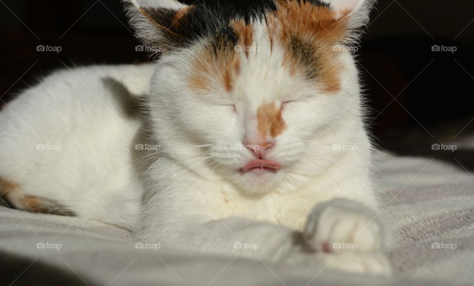 cat pet funny portrait sleeping home in the sunlight