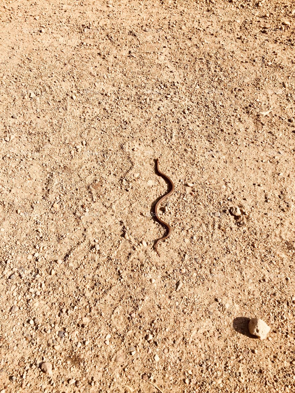 Little snake Brandon hills mb 