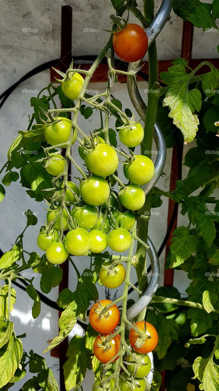 Grow tomatoes - odla tomater
