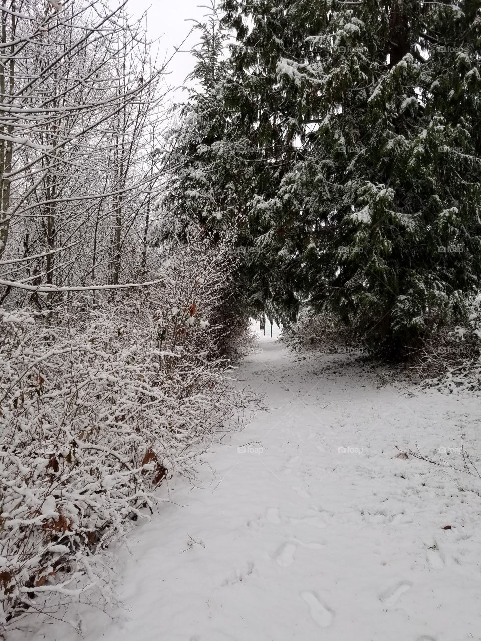 A stroll down winter lane.
