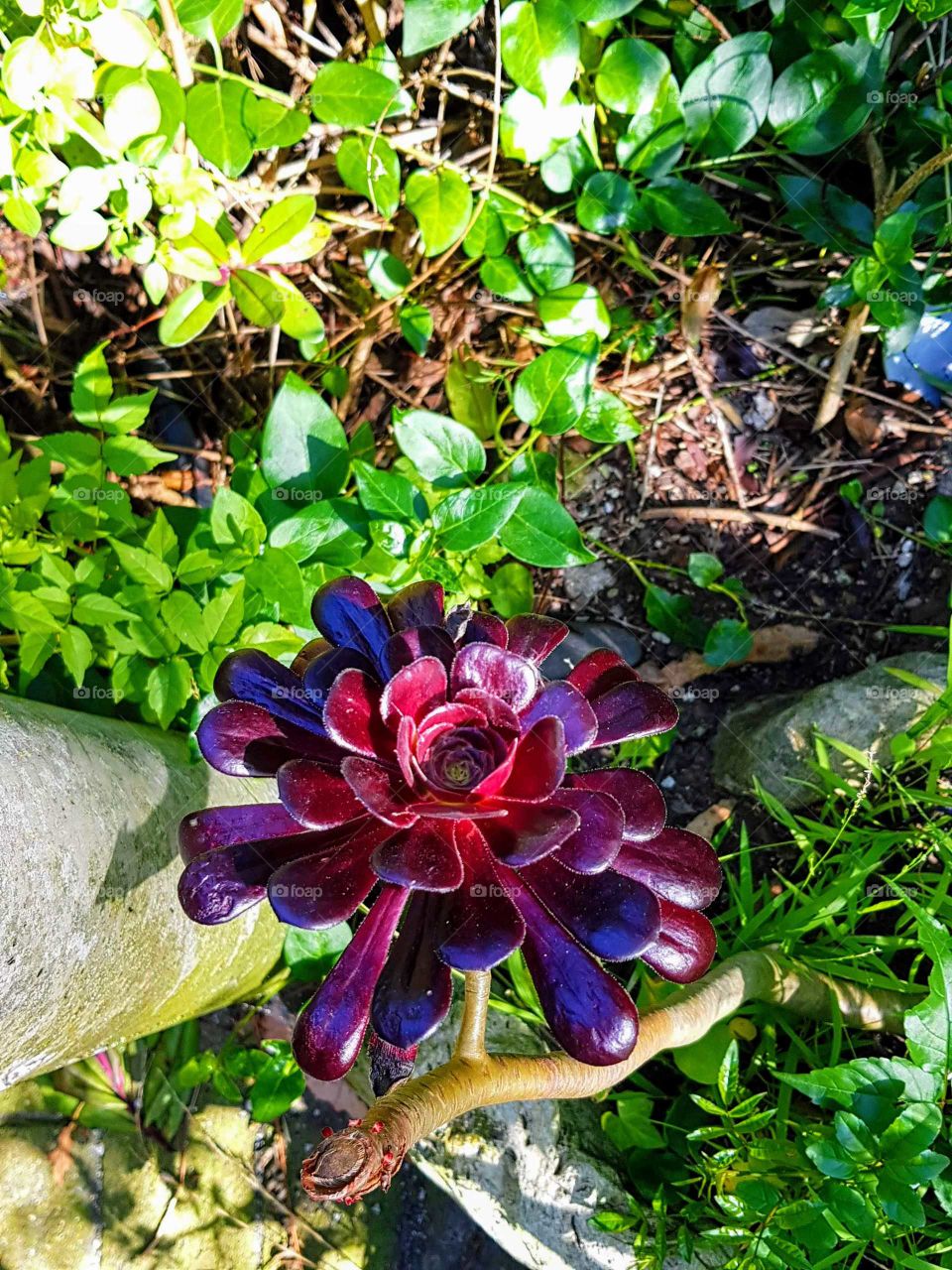 A goegeous burgundy succulent flower deep reds goes well with the background and really stands out!
