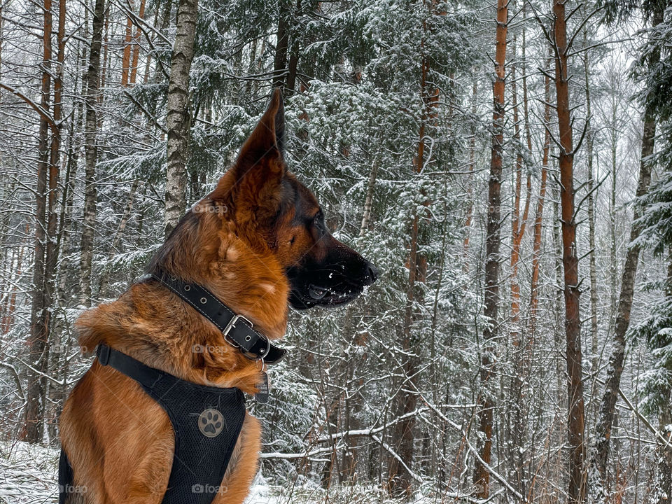 German shepherd dog in winter forest 