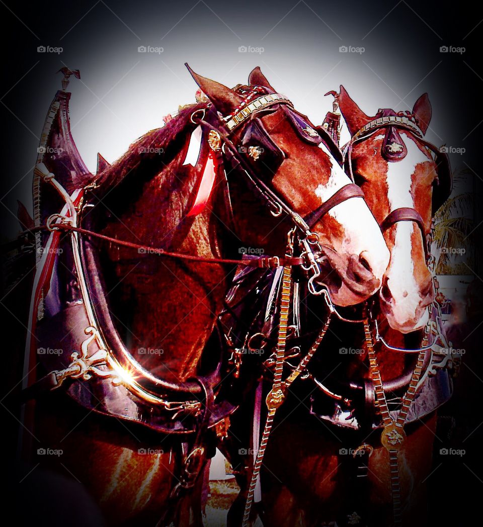 Clydesdale horses
