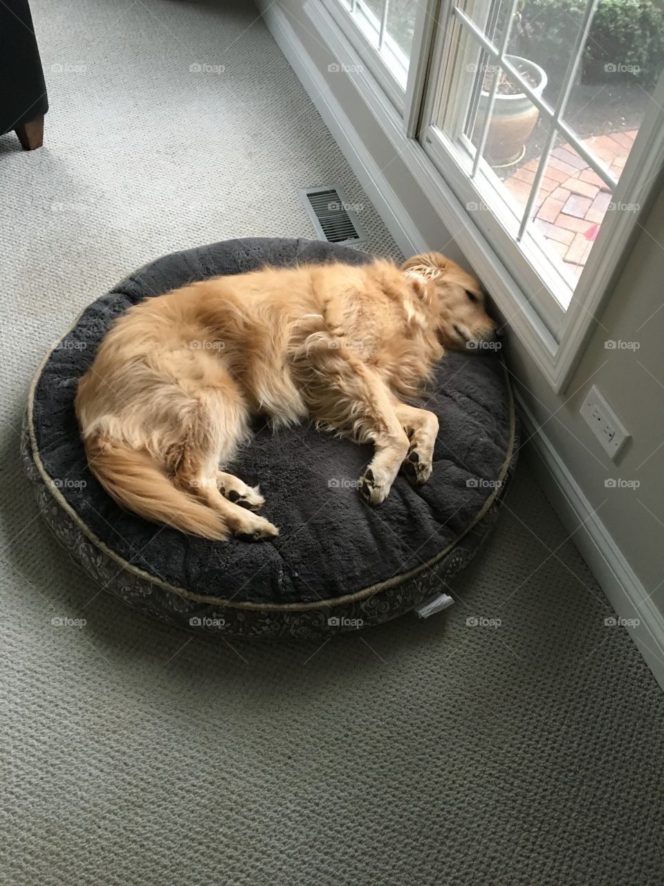 Pet, Cat, Mammal, One, Dog