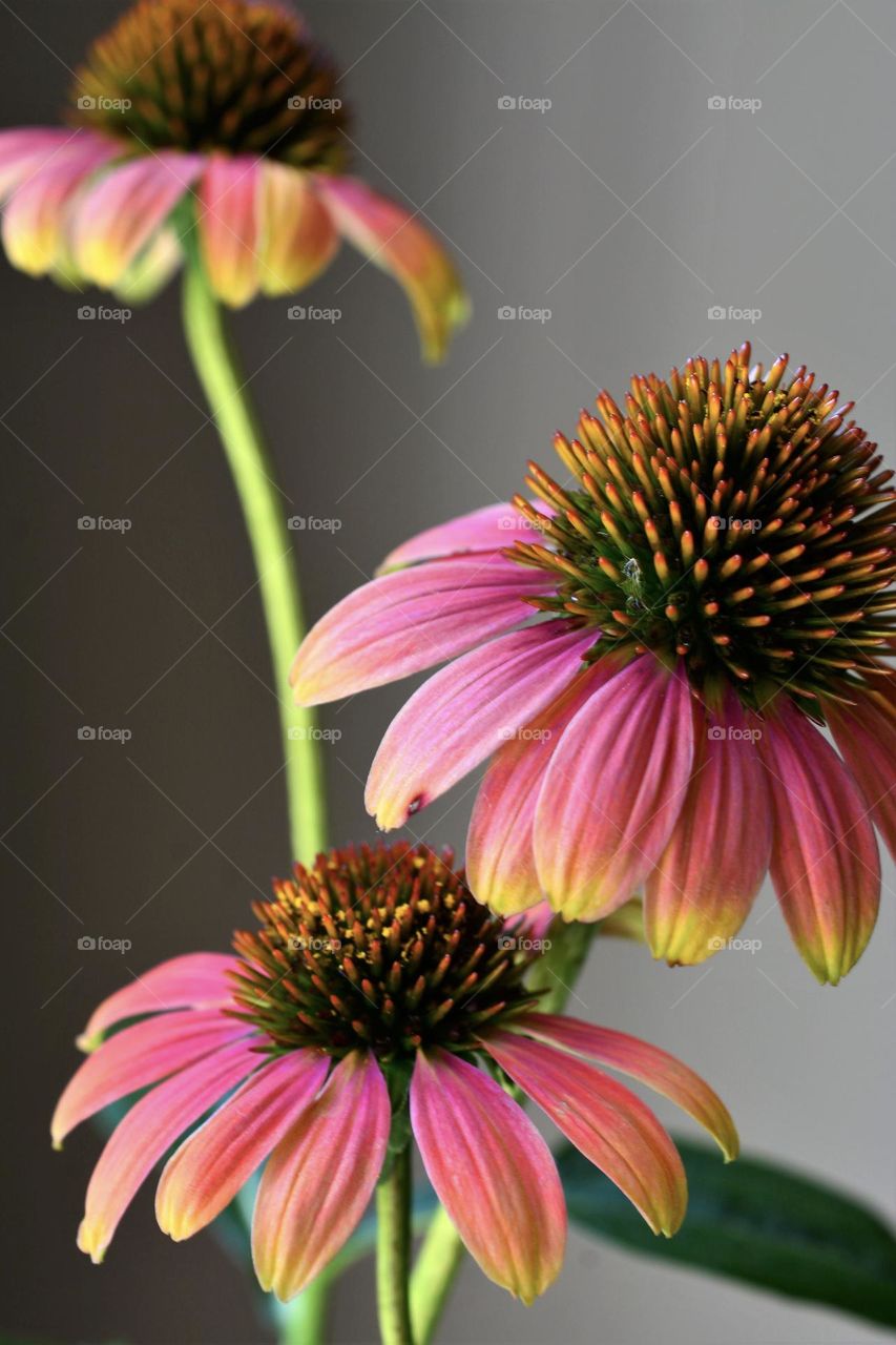 Spring Colors Coneflowers