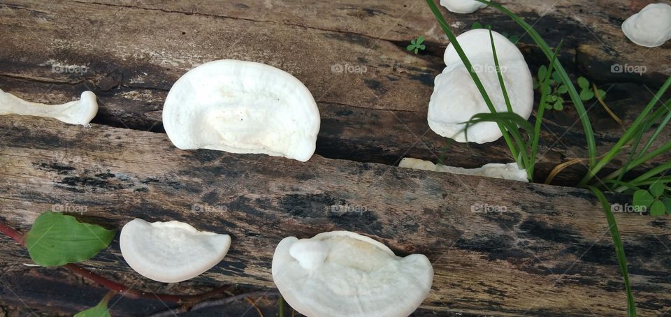 mushrooms on the old wood