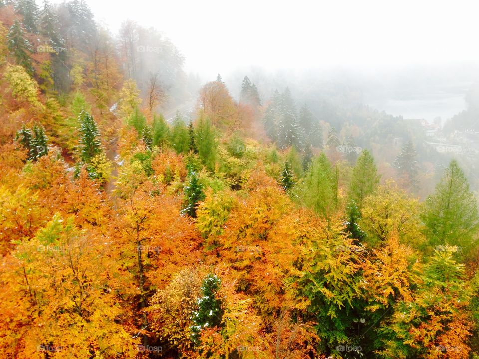Scenic view of forest during autumn in Europe