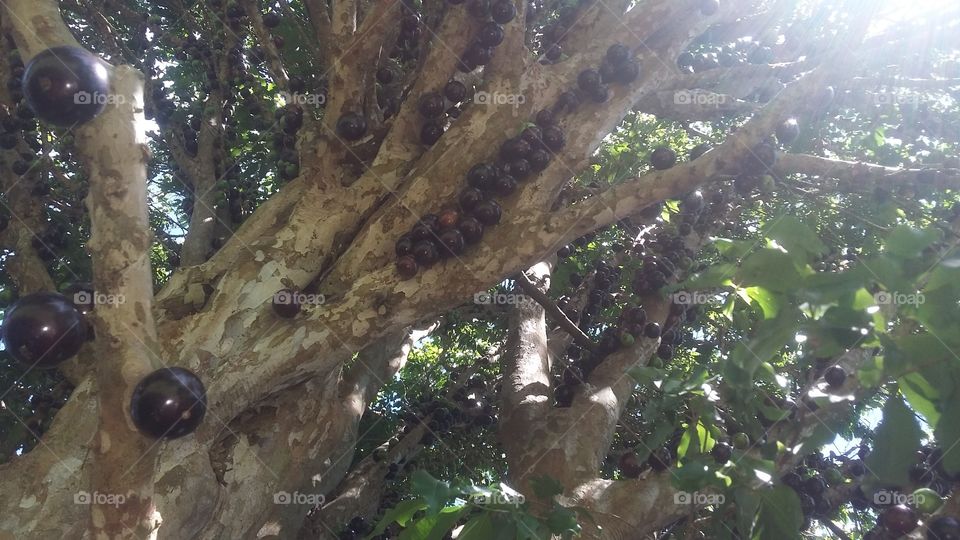 árvore de jabuticaba