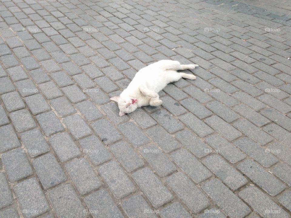 White cat meowing at the road 