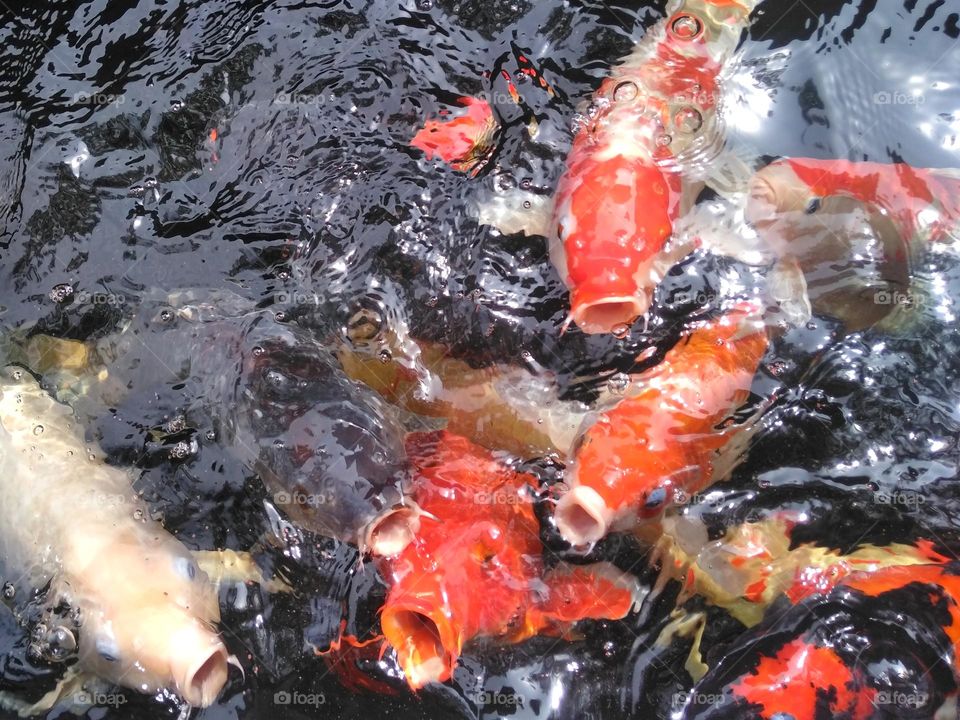 Koi fish in the pond