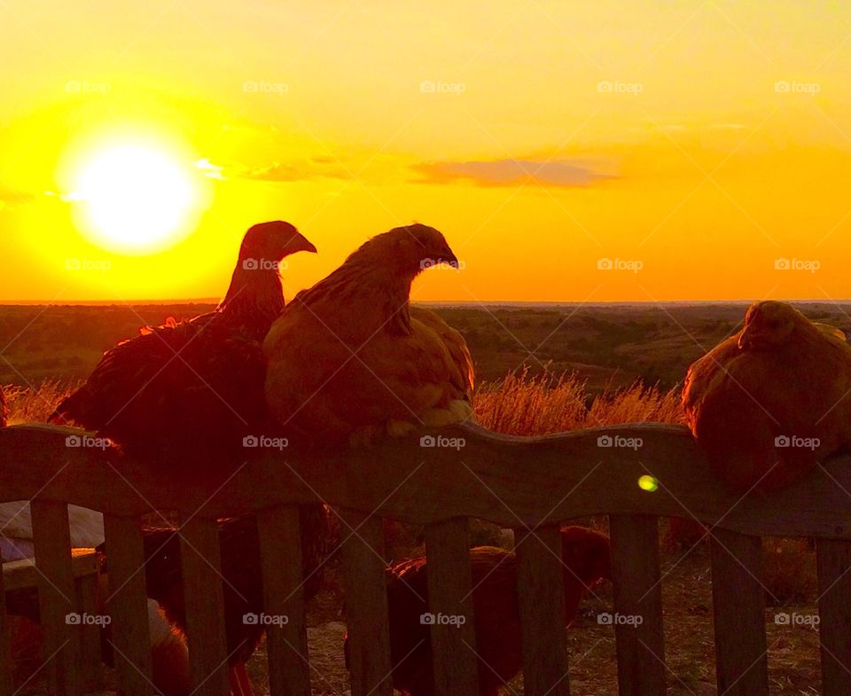 Chickens at Sunset