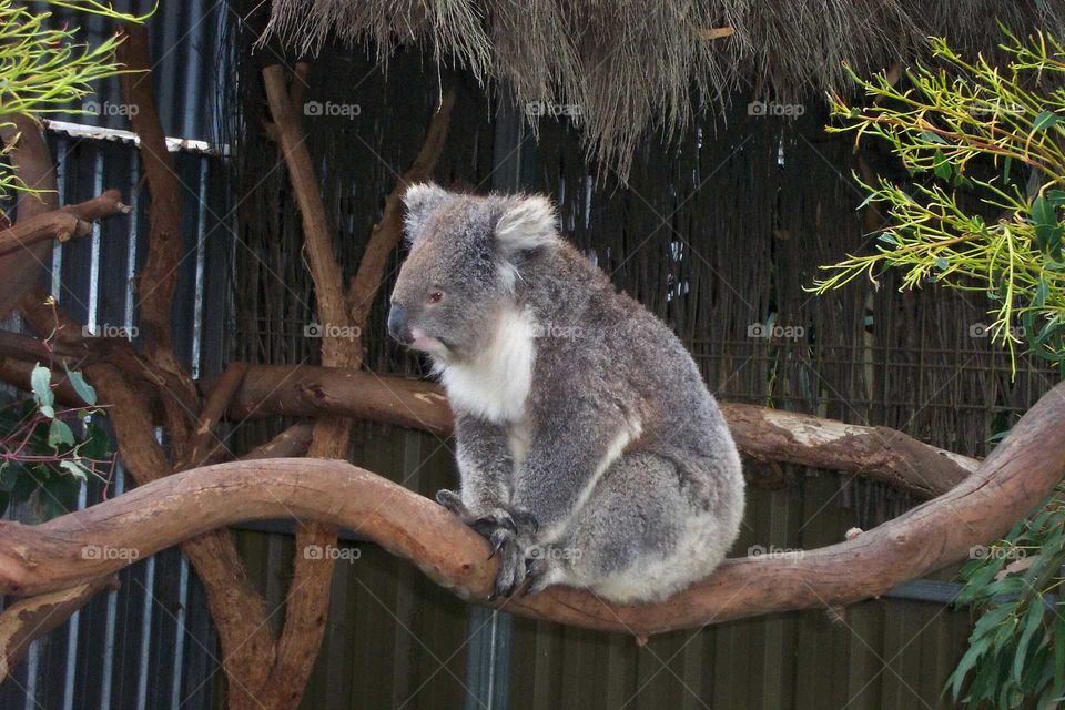 koala