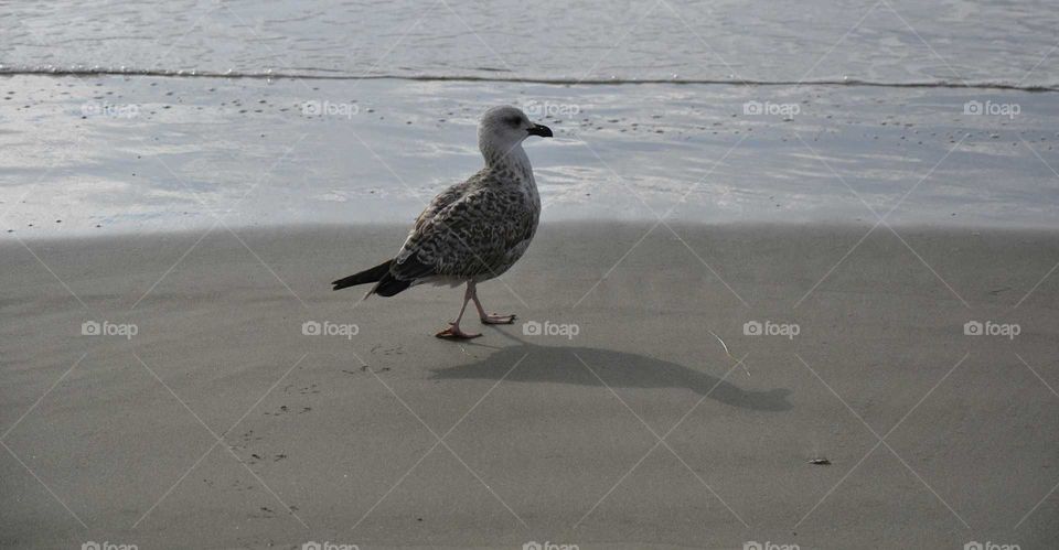 Seagull is walking