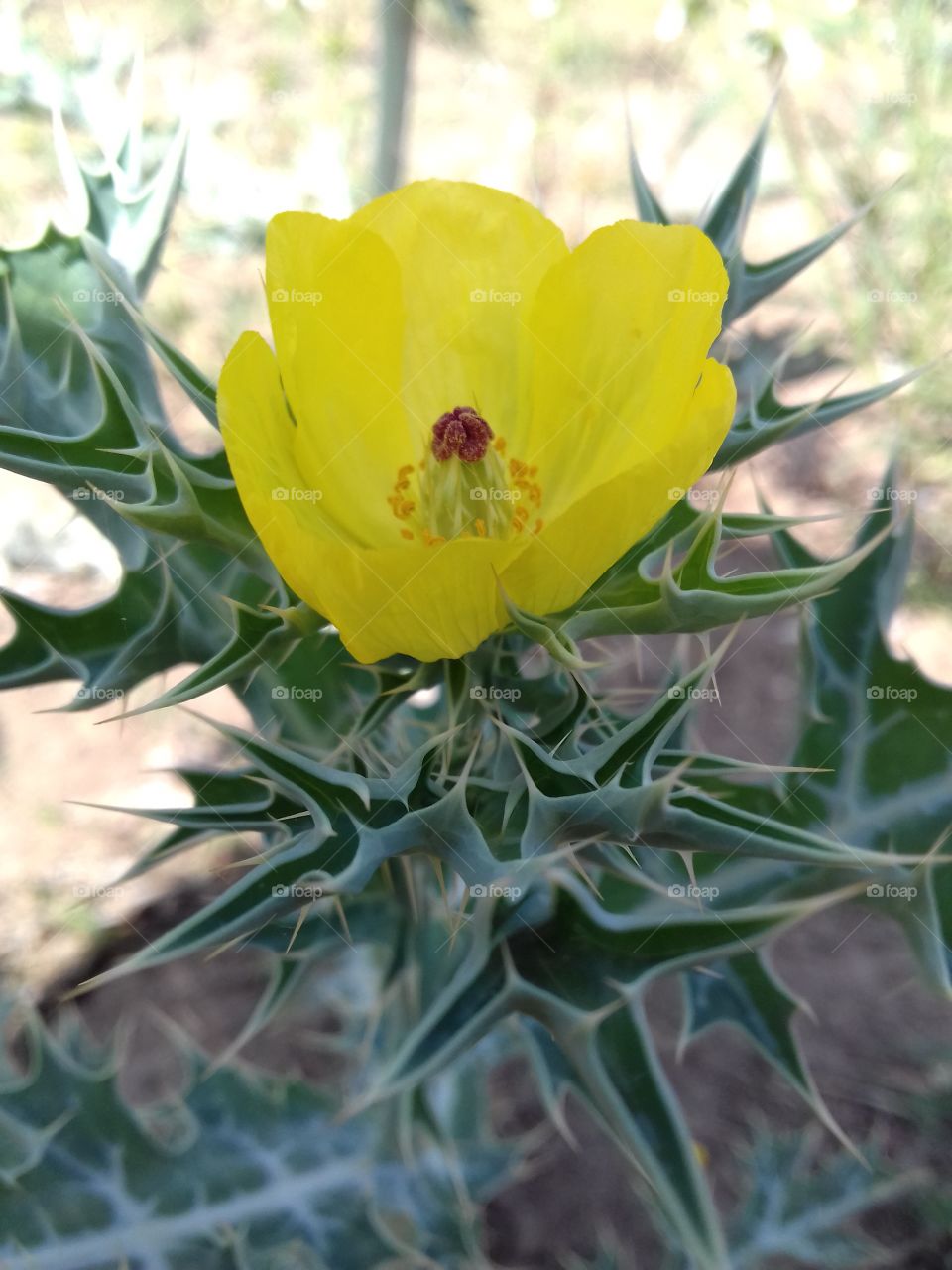 Yellow cactus flower blooming outdoors