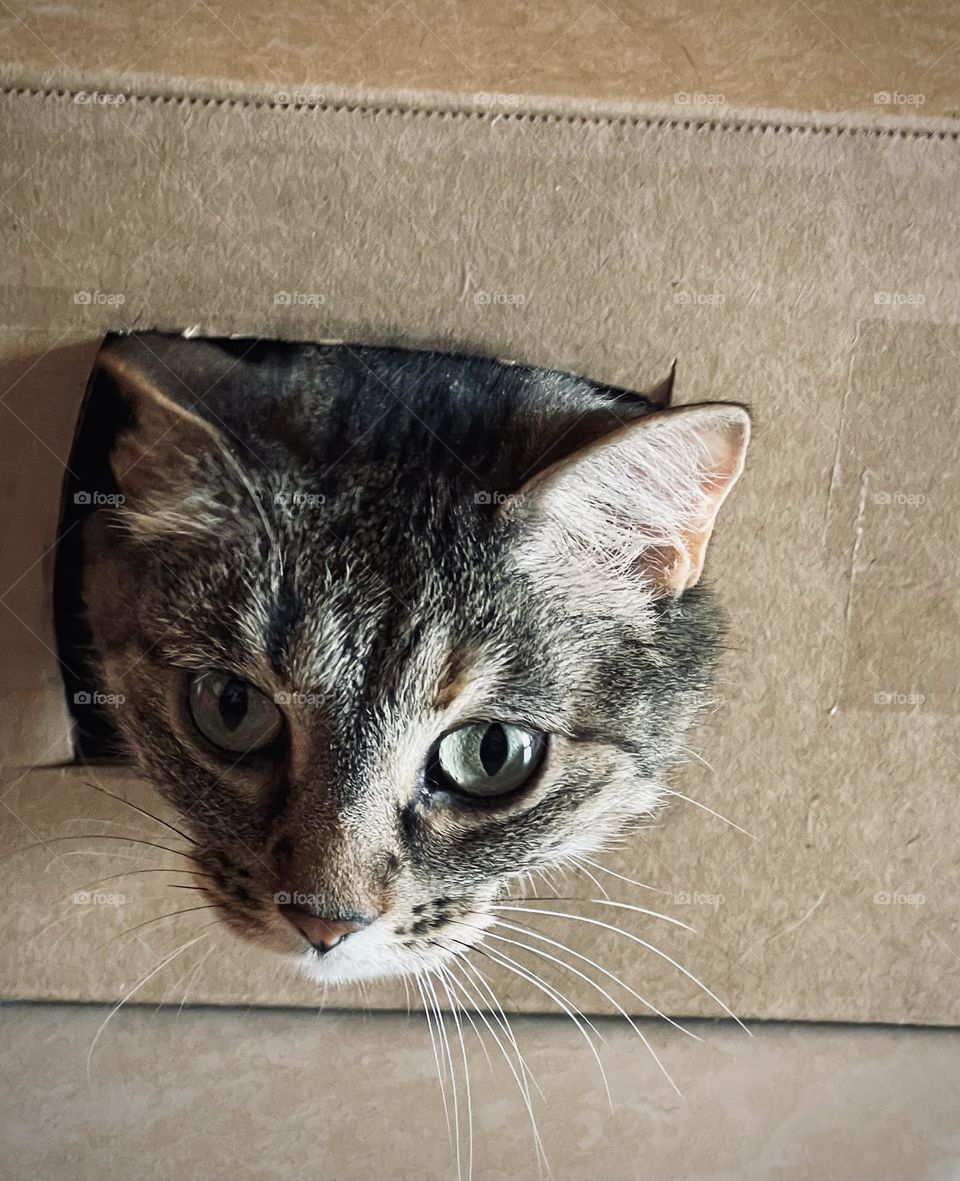 Cat in a Box 