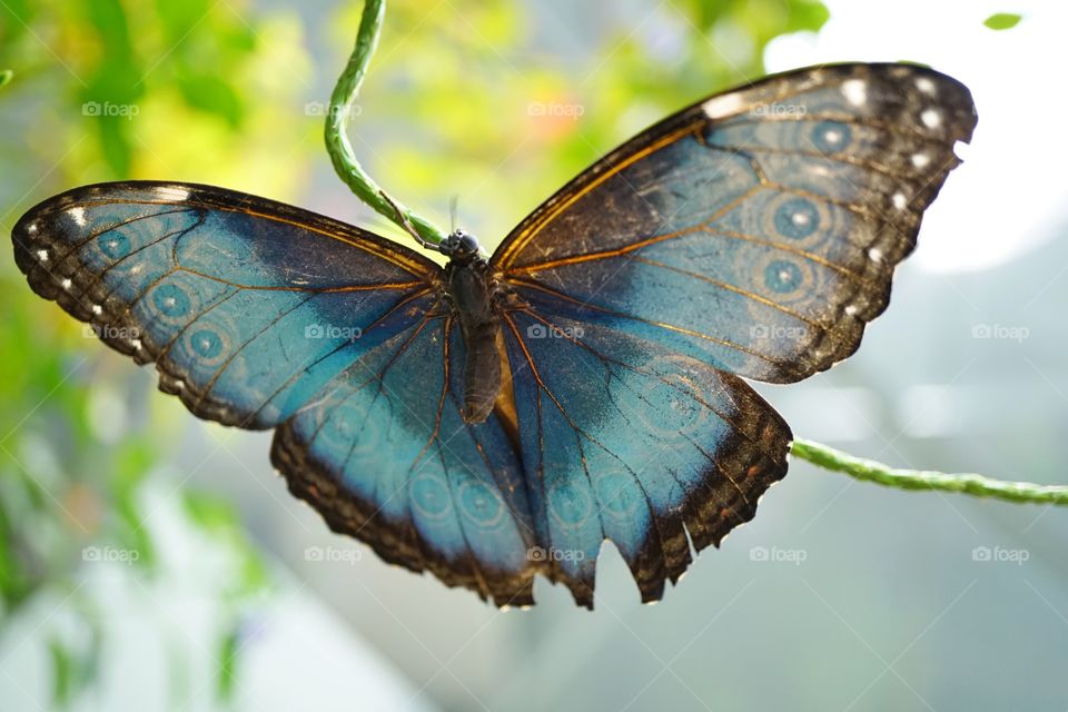 Amazon Rainforest Butterfly
