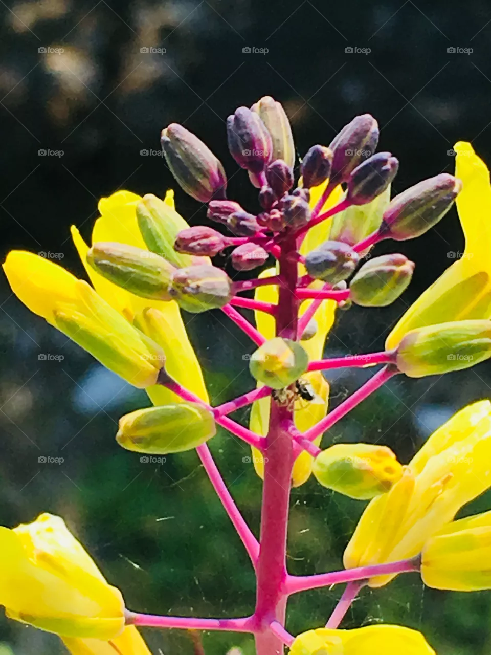 Colori 