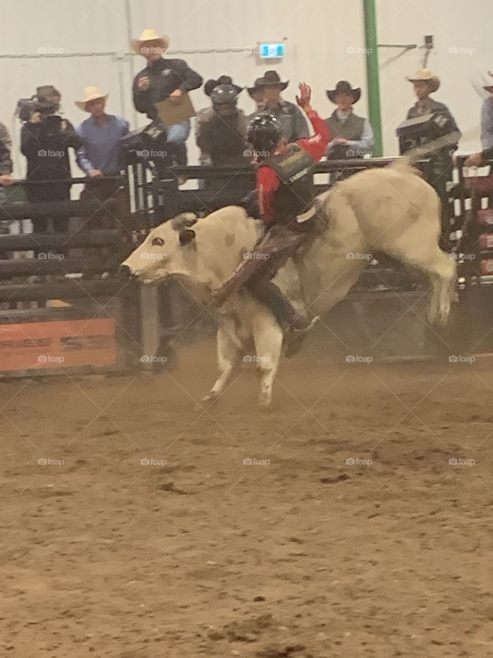 Bucking bull 