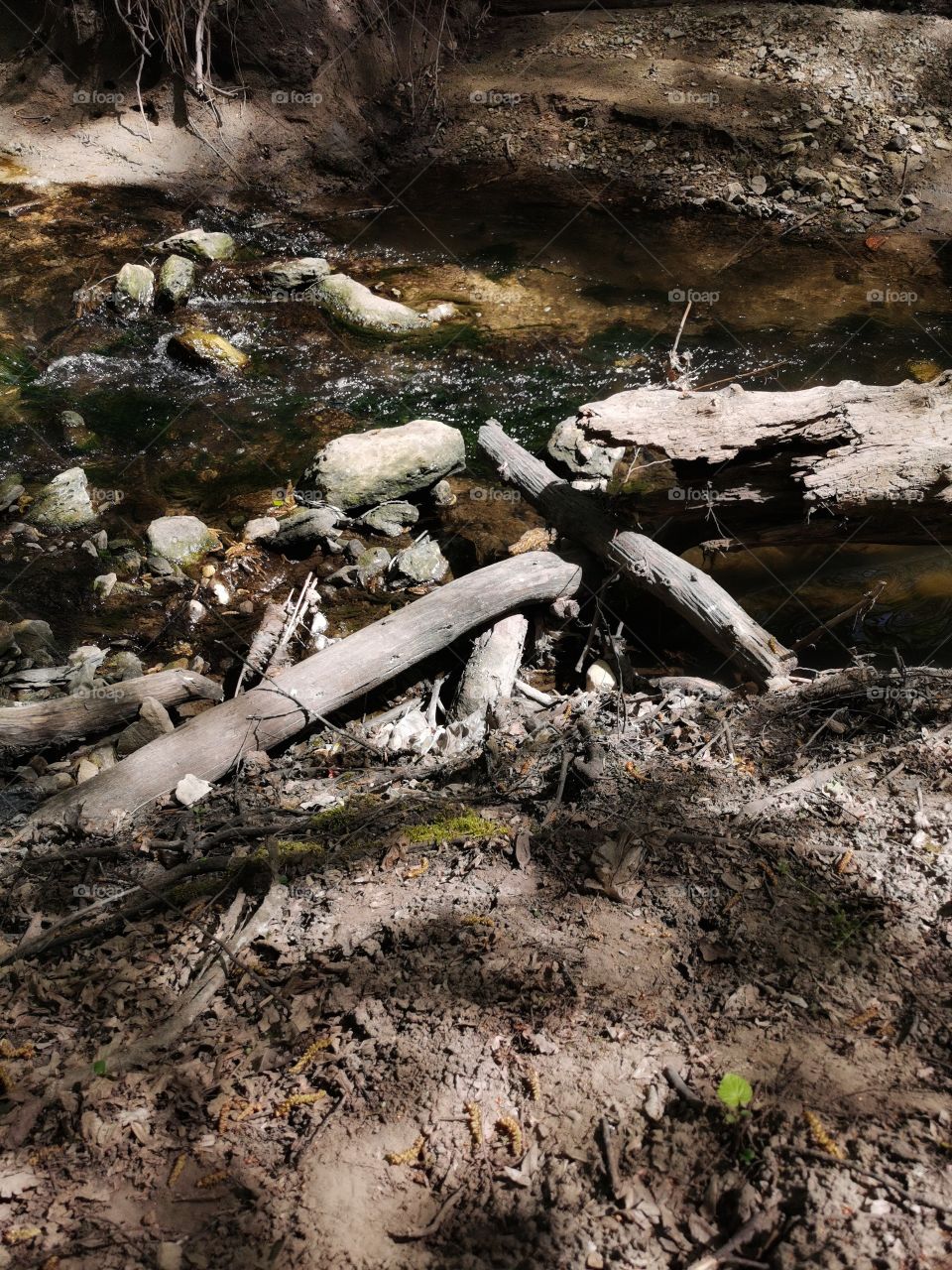 Water forest day outdoor