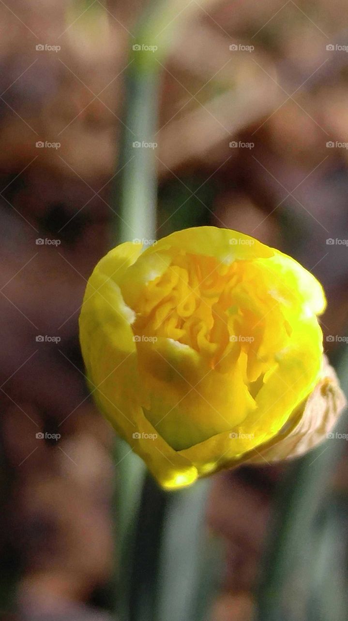 Closed Wild Daffodil